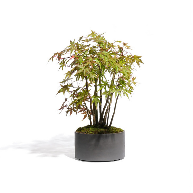 もみじ -寄せ植え- (推定樹齢5年) 詳細画像